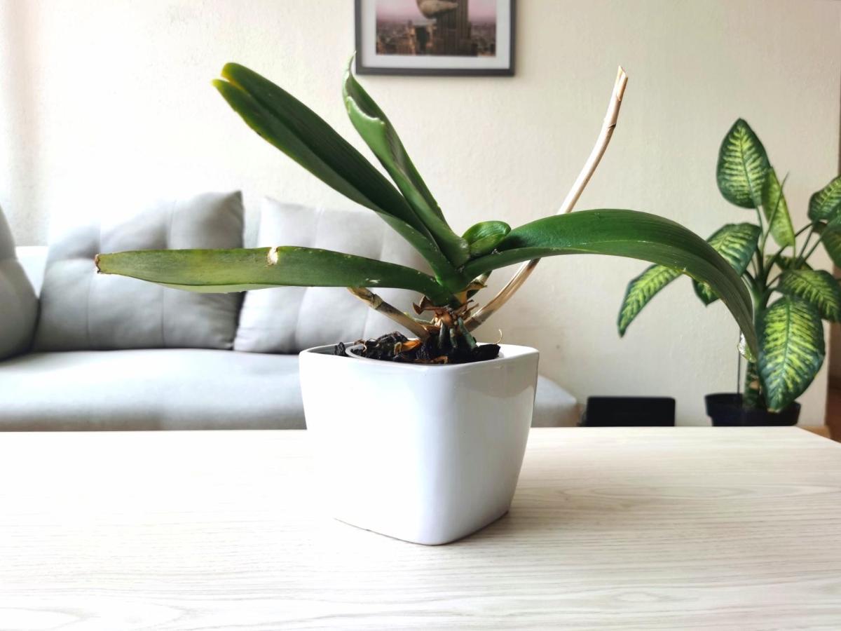 Happy Little Chicago Wtc Apartment Mexico City Ngoại thất bức ảnh